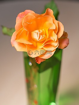 花,性質(zhì),葉子