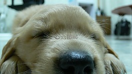 狗,小狗,黃金