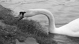 天鵝,水域,黑與白
