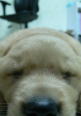 狗,小狗,黃金
