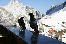 奥地利,蒂罗尔,tannheimertal