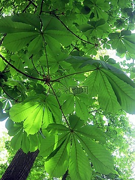 森林,性質(zhì),樹木