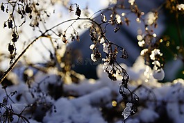 冬季,雪,冬季的天空