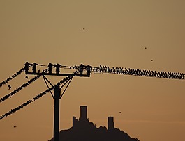 秋,八哥,鳥類