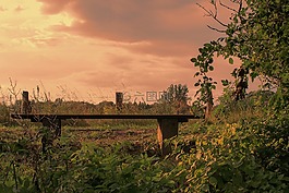 性質(zhì),樹,景觀