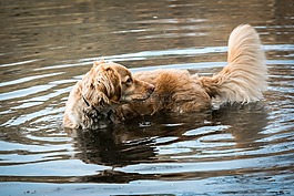 金毛獵犬,湖,播放