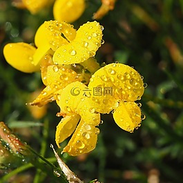 草地,花,工廠