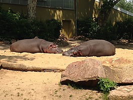 動物園,河馬,德國