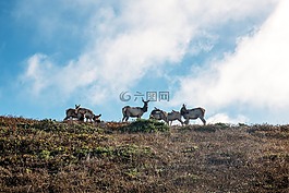 綠色,草原,自然