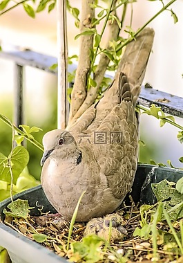 性質(zhì),動(dòng)物,鳥