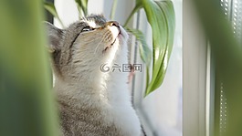動物,性質(zhì),坐
