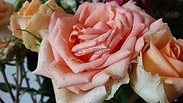 玫瑰,粉紅玫瑰,鮮花