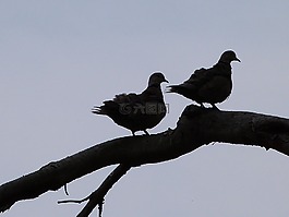 鳥,鴿子,動物