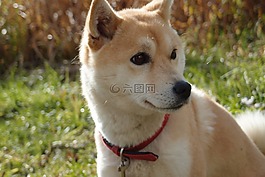 狗,柴犬,動(dòng)物