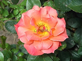 花,盛開,開花