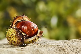 秋季,板栗,開放