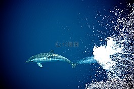 海豚,哺乳動(dòng)物,海洋