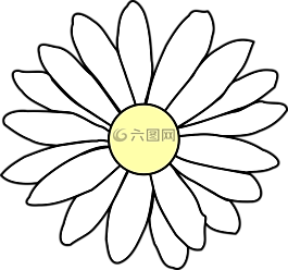 洋甘菊,雛菊,白