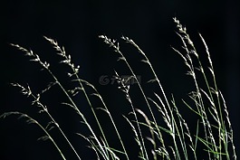 草,種子,性質(zhì)