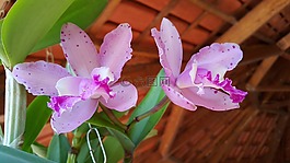 蘭花,鮮花,花園