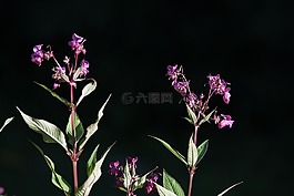 香脂,balsaminengewaechs,喜馬拉雅苦瓜