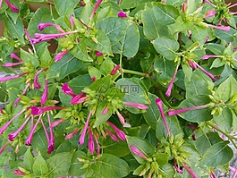 粉紅色,鮮花,細(xì)