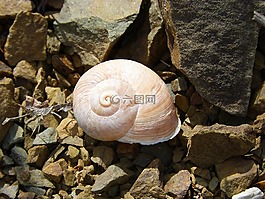 蝸牛,殼,螺旋