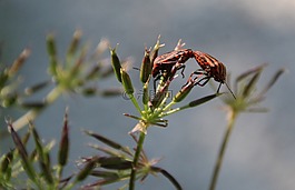 甲蟲(chóng),紅色,愛(ài)情