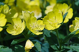 報(bào)春花,月見(jiàn)草,花卉