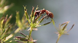 甲蟲(chóng),紅色,愛(ài)情