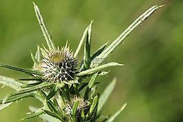 薊,綠色,開花