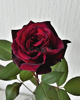 玫瑰綻放,紅色,關(guān)閉