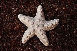 海星,石膏,空白