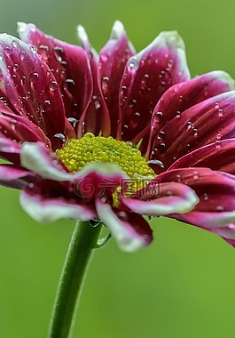 非洲菊,特寫,關閉