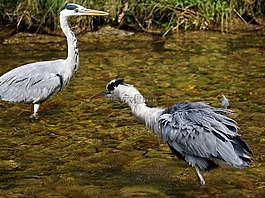 蒼鷺,鳥,性質