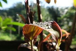 葉,葉子,水