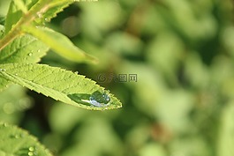 葉子,一滴水,滴