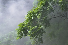 樹,植物,山