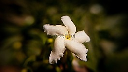 自然,花,植物區(qū)系