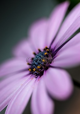 非洲菊,花園,花