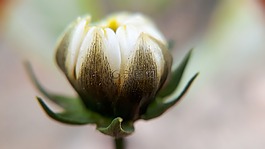 花,自然,植物區(qū)系