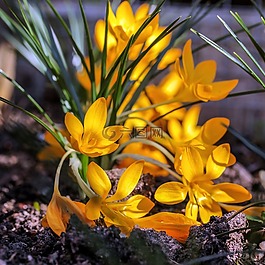 性質(zhì),廠,花