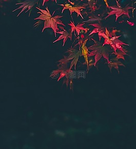 葉,植物,自然