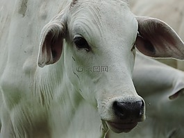 動(dòng)物,性質(zhì),哺乳動(dòng)物