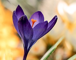 花,性質(zhì),藏紅花
