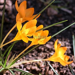 性質(zhì),廠,花