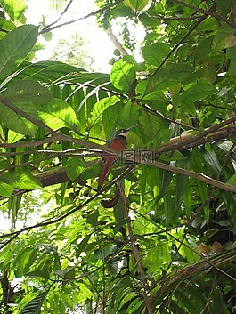 加勒比,鳥,熱帶