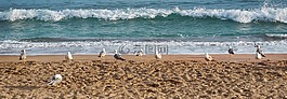海鷗,海,景觀