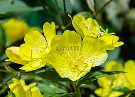 報(bào)春花,月見(jiàn)草,植物