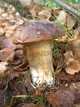 桦木蘑菇,冷杉,蘑菇